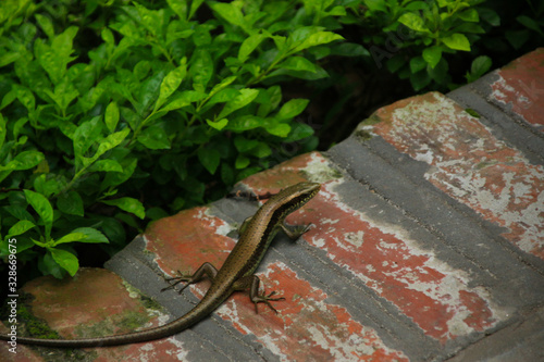 salamander in the garden