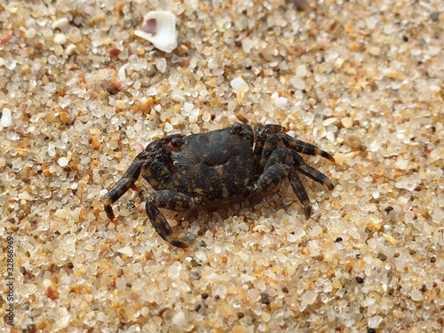 Freundlich lächelnder Krebs, friendly crab