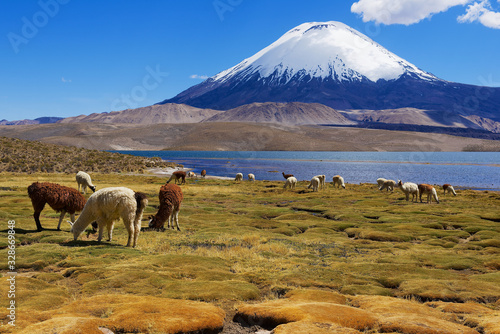 Alpacas (Vicugna pacos) graze at the Chungara lake shore at 3200 meters above sea level with Parinacota volcano at the background in Lauca National park near Putre, Chile. photo