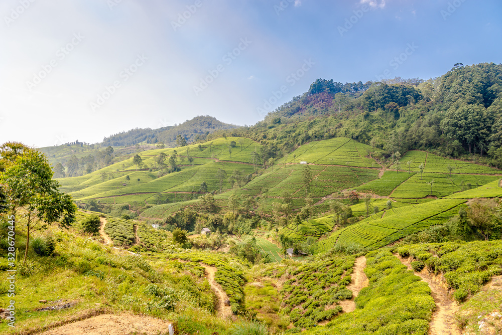 View at the nature and Tea plantation in Sri Lanka