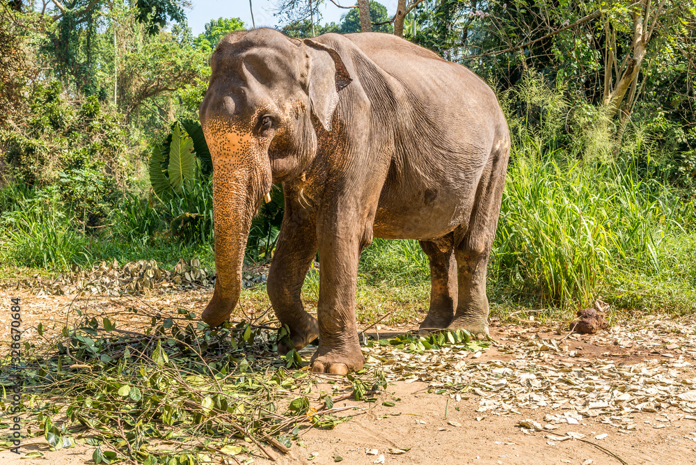 Obraz premium View at the Asian Elephant (Elephas maximus) in Sri Lanka