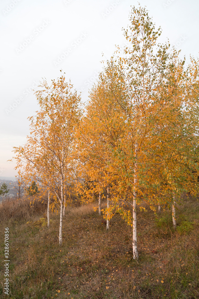Few goldish birch trees at the autumn.