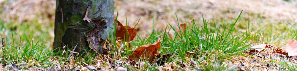 panoramic view of young green grass in the field panoramic view of young green grass in the field