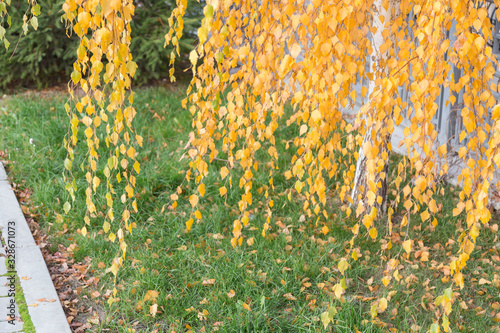 Beautifull autumn background with yellow birch leaves.