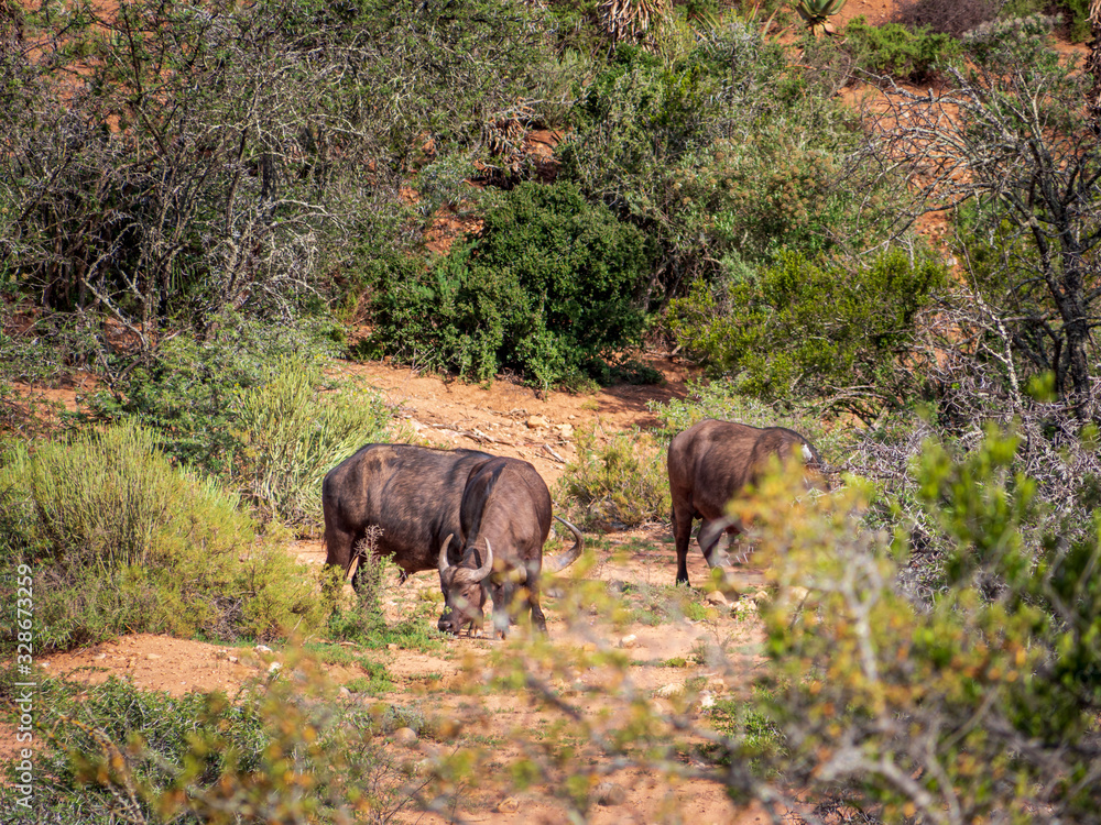 Wild Animals in South Animal during dry summer phase Wild Animals in South Animal during dry summer phase