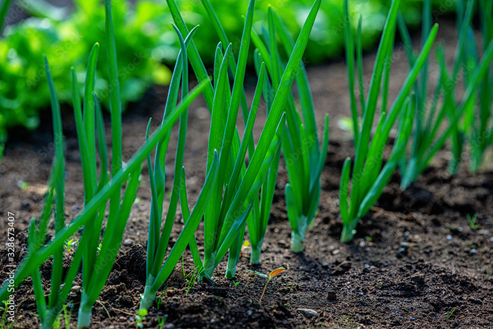 Close-up fields grow green vegetables in soil Close-up fields grow green vegetables in soil