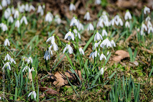 Group of small and delicate white snowdrop spring flowers in full bloom in forest in a sunny spring day, blurred background with space for text