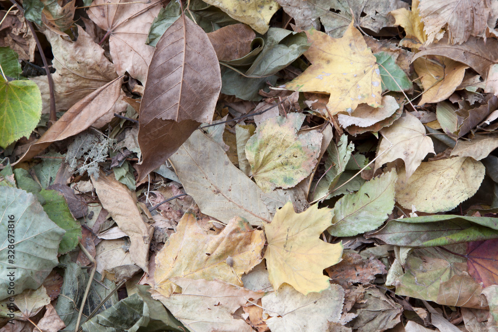 Autumn background of dry leaves of different trees.