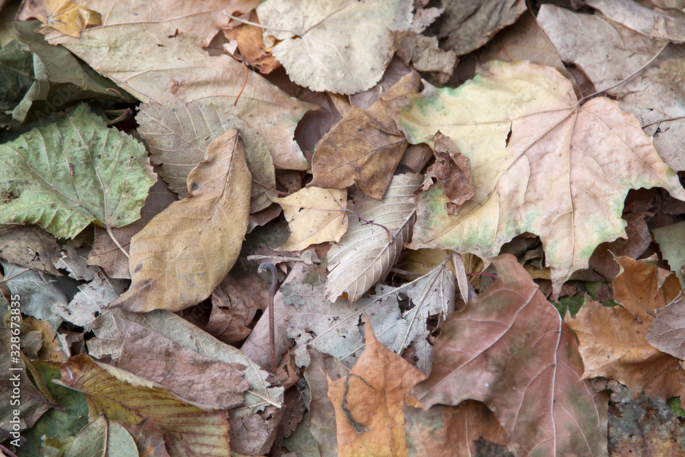 Fototapeta premium Autumn background of dry leaves of different trees.
