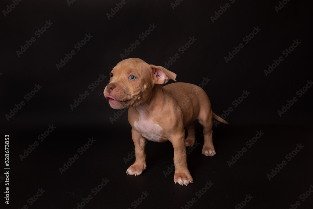 Puppy American Pit Bull Terrier sit on black background in studio Puppy American Pit Bull Terrier sit on black background in studio