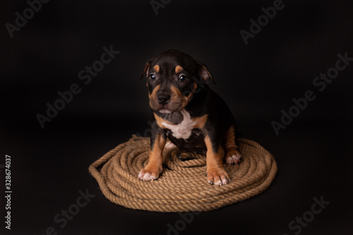 Puppy American Pit Bull Terrier sitt on a jute cord on black background in studio