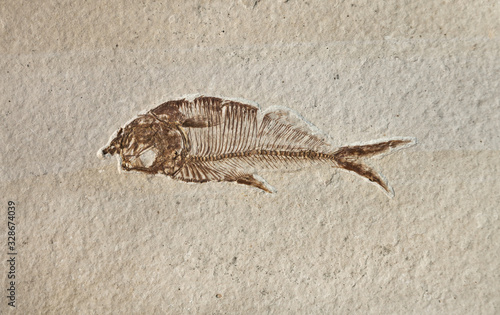 prehistoric fossil fish enclosed in stone rock