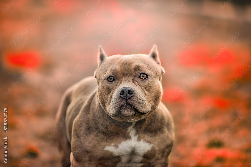 American Pit Bull Terrier mother proudly poses outside