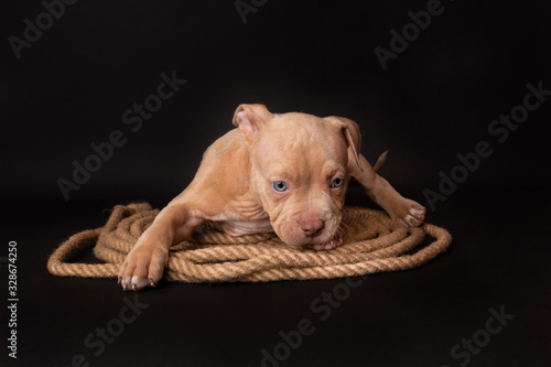 Puppy American Pit Bull Terrier sitt on a jute cord on black background in studio