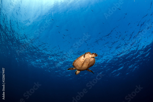 Underwater life © Jo