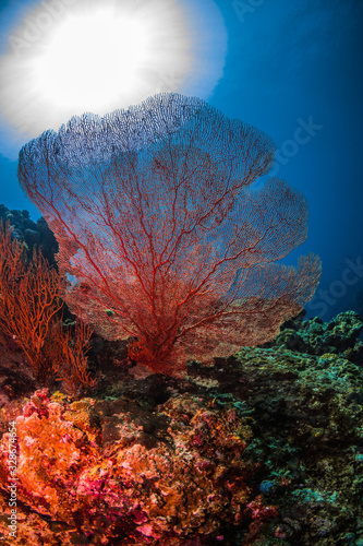 Underwater Corals © Jo