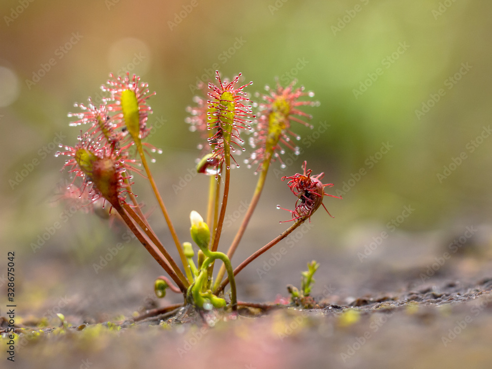 Spoonleaf sundew is an insectivorous plant species Spoonleaf sundew is an insectivorous plant species
