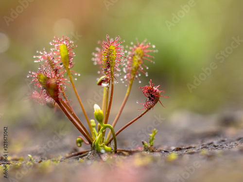 Spoonleaf sundew is an insectivorous plant species photo