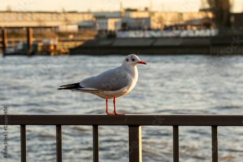 seagull at bridge10 famous fish buns at landungsbrücken in Hamburg, germany