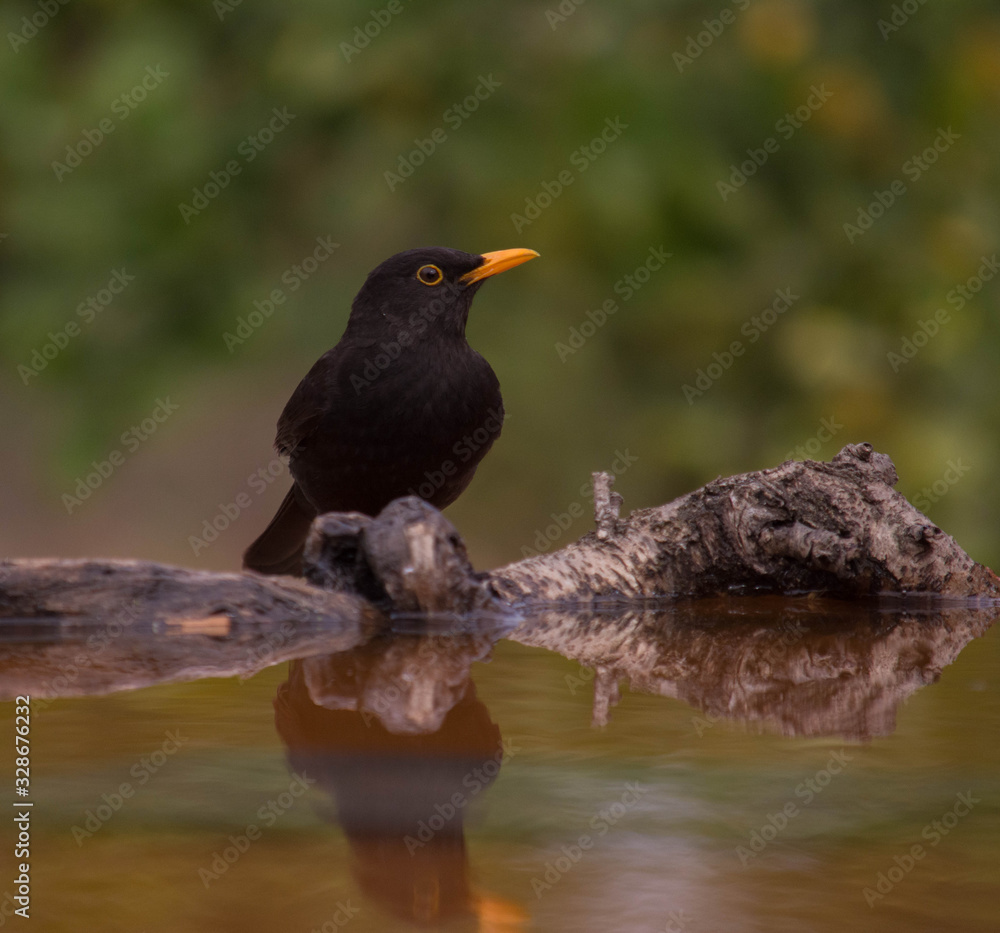 beautiful common blackbird drinking water and seeing his reflection on the water beautiful common blackbird drinking water and seeing his reflection on the water