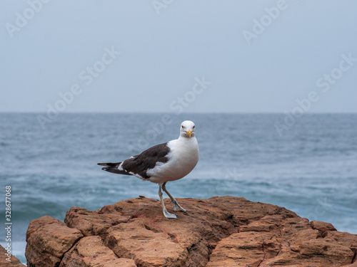 Seagull in Close up View to Ocean