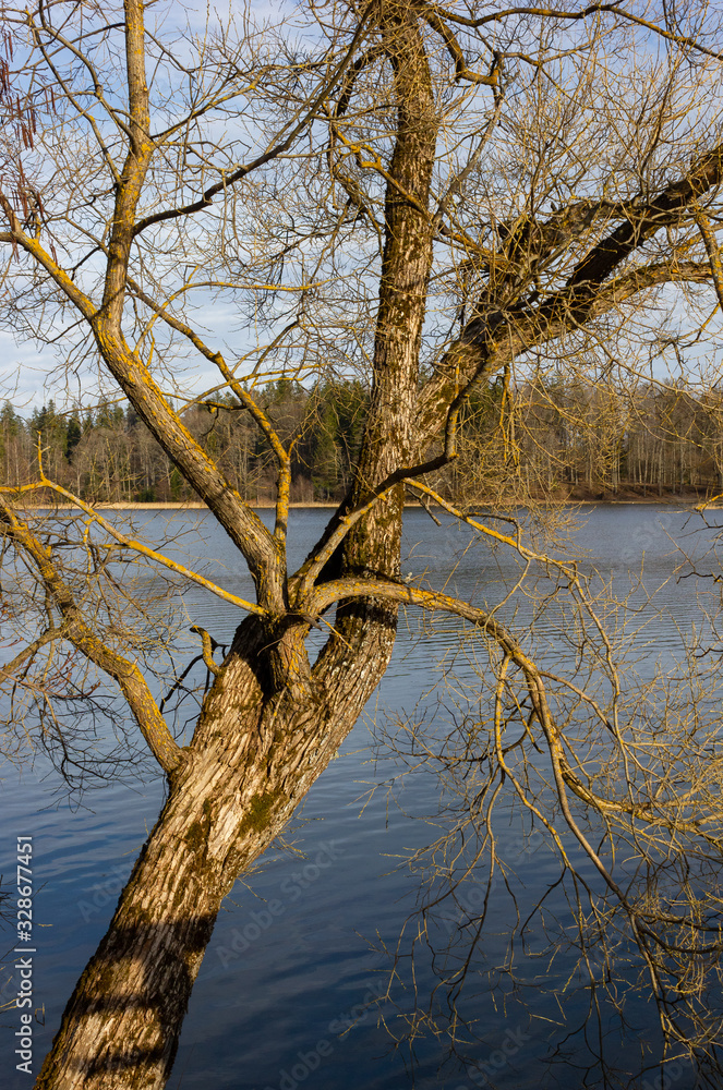 Beautiful sun-lit willow in early spring on the shore of the lake, great weather. Latvia. Lake Aluksne