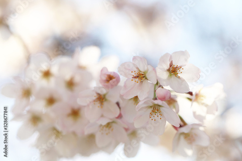 桜の花（ソメイヨシノ）