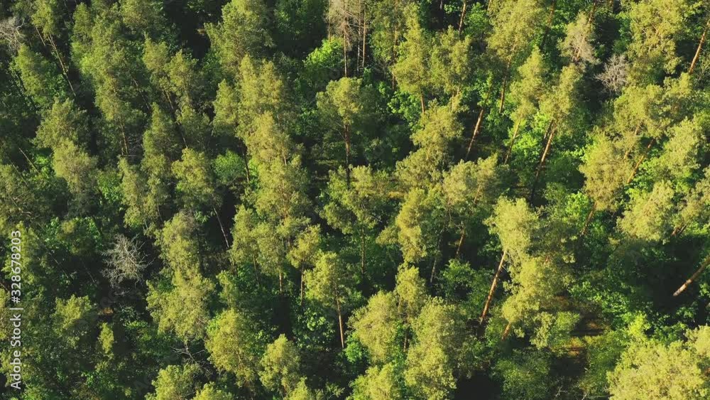 Flying drone over pine trees in the forest on a bright sunny summer day Flying drone over pine trees in the forest on a bright sunny summer day