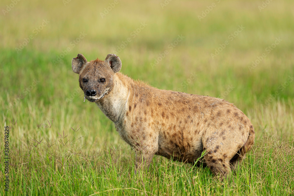 Spotted Hyena, Crocuta crocuta also known as the laughing hyena, Africa Spotted Hyena, Crocuta crocuta also known as the laughing hyena, Africa