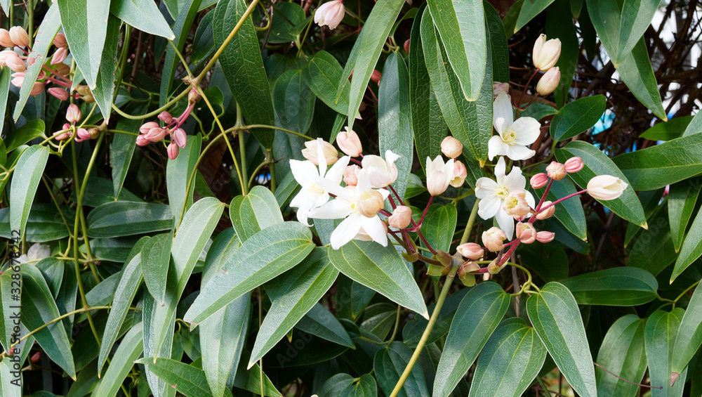 Fototapeta premium Clematis armandii | Armand clematis. Evergreen vine climbing with twisting stems against a trellis, shiny green leaves with clusters of star-shaped white flowers in late winter 