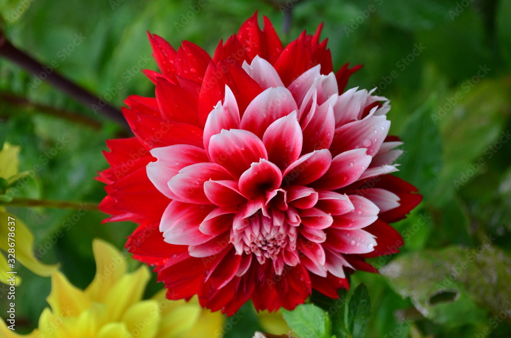 Close up of one beautiful large red dahlia flower in full bloom on blurred green background, photographed with soft focus in a garden in a sunny summer day Close up of one beautiful large red dahlia flower in full bloom on blurred green background, photographed with soft focus in a garden in a sunny summer day
