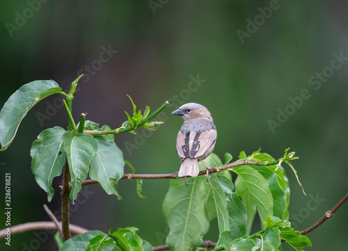 Grey capped Social weaver, Pseudonigrita arnaudi, Masai Mara, Kenya, Africa photo