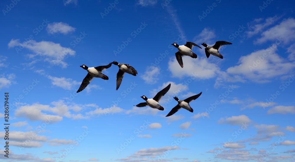 Fototapeta premium Barrow's Goldeneye.Ducks come back from warm edges