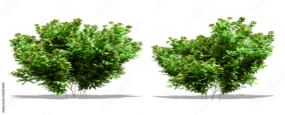 Fototapeta premium Beautiful tree isolated and cutting on a white background with clipping path.