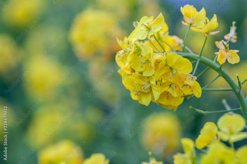 菜の花 菜の花
