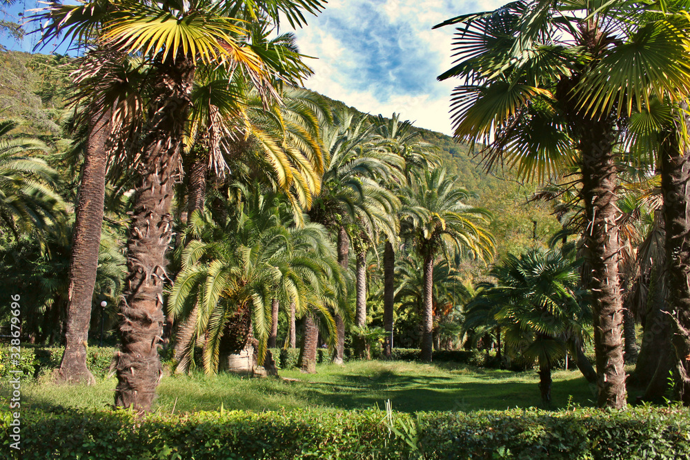 Palm trees in a tropical park. Gagra, Abkhazia