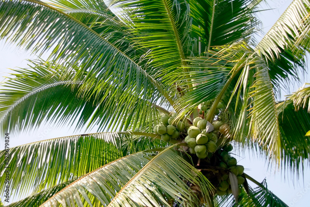 Fototapeta premium coconut tree on blue sky in summer