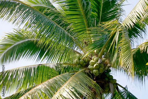coconut tree on blue sky in summer