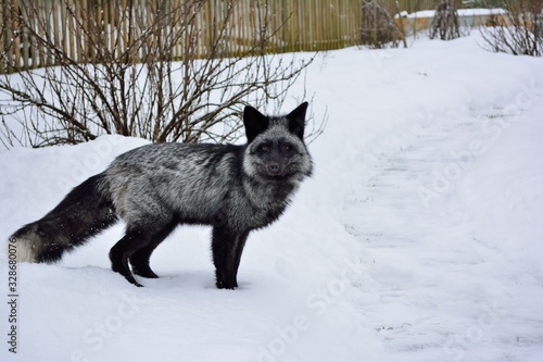 Silver fox in the snowy expanses
