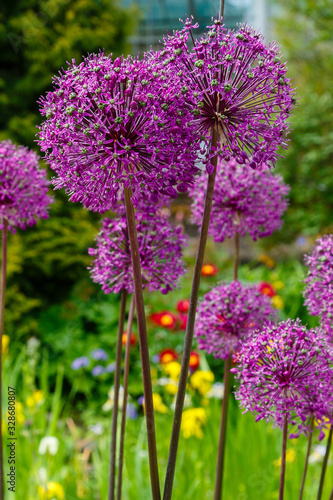 Giant Onion (Allium Giganteum) blooming. Field of Allium / ornamental onion. Few balls of blossoming Allium flowers. Beautiful picture with Alliums for the gardening theme.