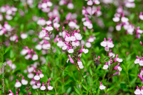 Large evergreen shrub of white and vivid pink Salvia microphylla Hot Lips flowers, commonly known as the baby sage, Graham's or blackcurrant sage, and green leaves in a garden in a sunny summer day