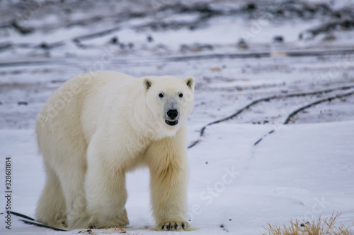 Niedźwiedź polarny, południowy Spitsbergen, Hornsund