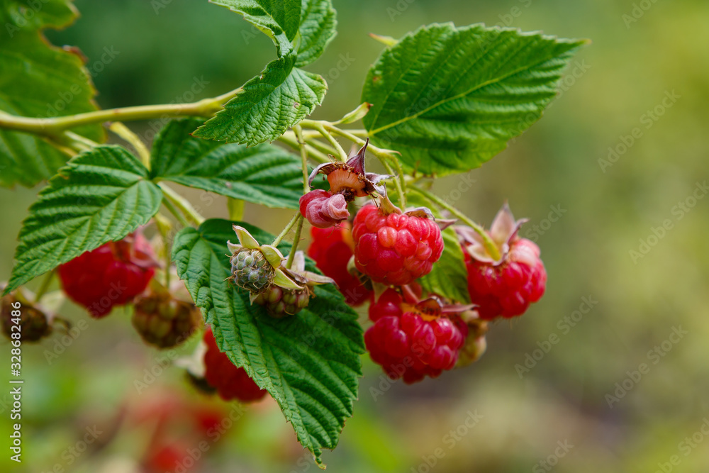 Raspberry twig (Rubus idaeus). In the process of ripening