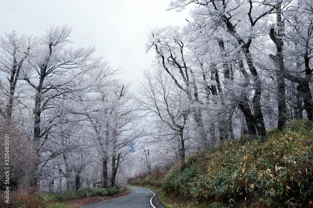 美しい冬の風景。 霧氷の森と林道。 美しい冬の風景。 霧氷の森と林道。