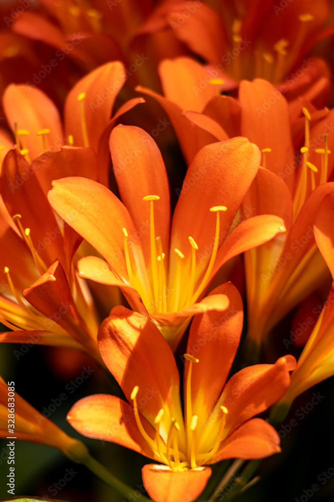close up of Yellow Orange Lily head flowers, palma, mallorca, spain close up of Yellow Orange Lily head flowers, palma, mallorca, spain