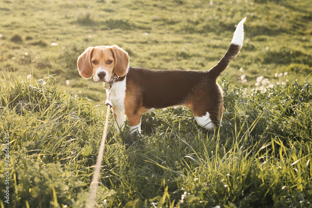 Cachorro de Beagle en el campo verde.