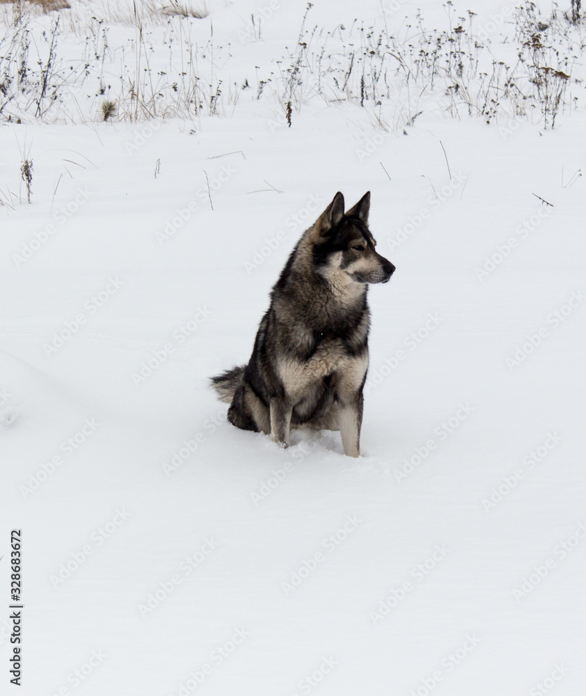 dog on a background of white snow