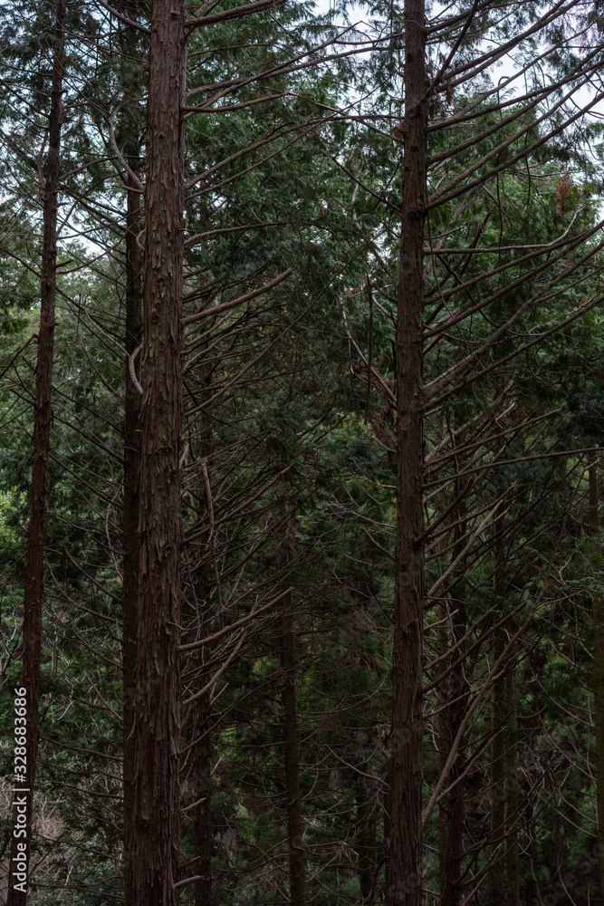 Obraz premium 山の中