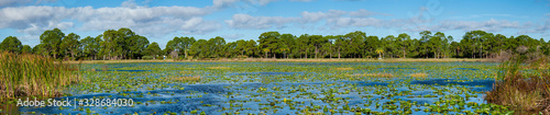 A tranquil and peaceful panoramic scene of a small lake, covered with lily pads, taken in southwest Florida on a summer's day.