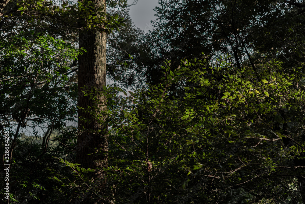 Obraz premium 山の中